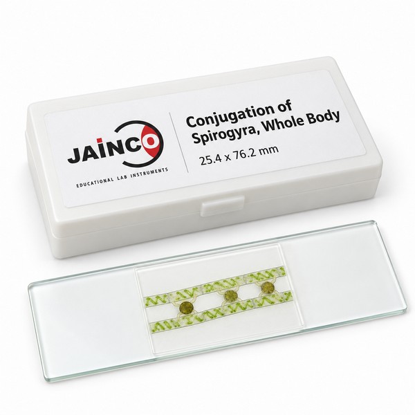 Conjugation of Spirogyra, Whole Body